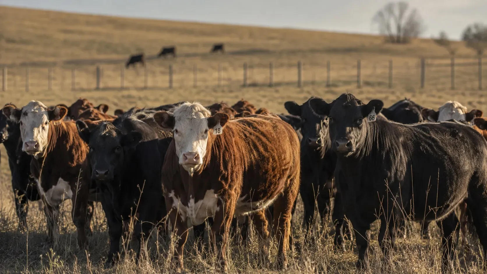 CME Launches New Beef Futures as Record US Prices Reshape Food Commodity Markets